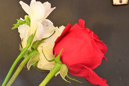 red and white roses on black background, valentine's dayの写真素材