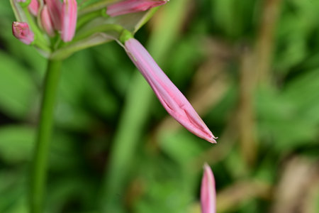 Close up of a pink lily flower in a garden in springの写真素材