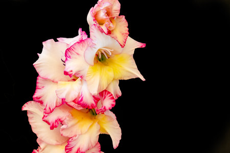 Beautiful gladiolus flower isolated on black background, close upの写真素材