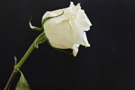 White rose on a black background, close-up, selective focusの写真素材
