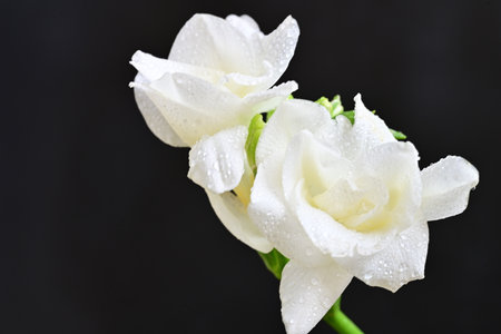 White rose with water drops on the petals on a black backgroundの写真素材
