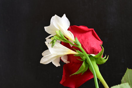 Red rose and white freesia on black background, Valentine's Day