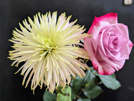 pink and white chrysanthemum on a black background