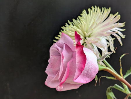 pink rose and white chrysanthemum on black backgroundの写真素材