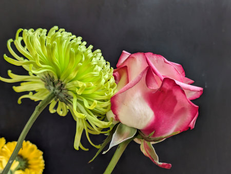 beautiful chrysanthemum and rose on a black background