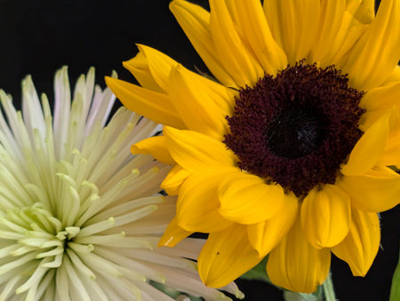 Beautiful sunflower and chrysanthemum on black backgroundの写真素材