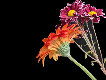 gerbera flowers isolated on black background with clipping path and copy space