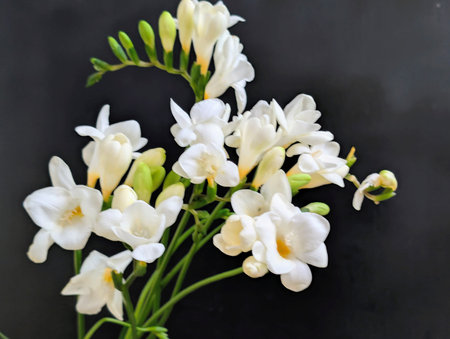 Bouquet of freesia flowers on a black background.の写真素材