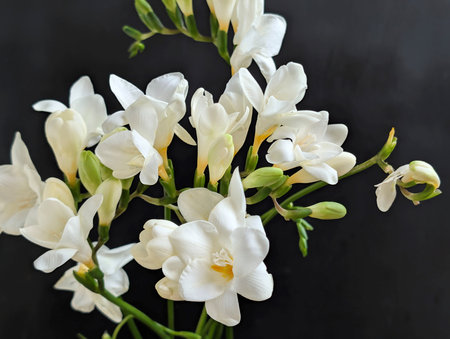 Bouquet of white freesia flowers on a black backgroundの写真素材