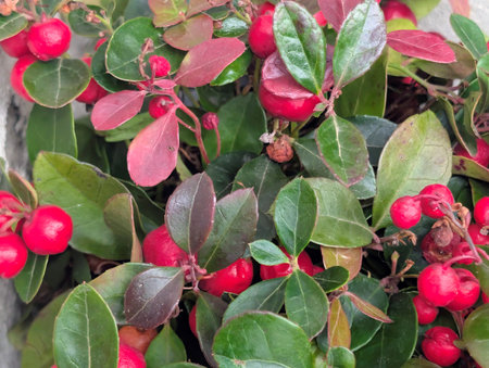 Red berries and green leaves of Cotoneaster japonica plantの写真素材