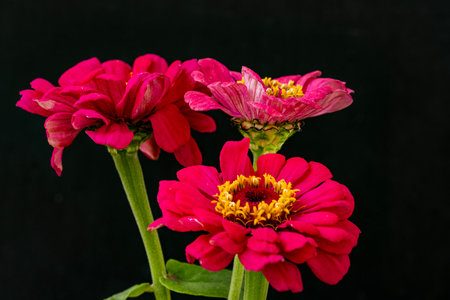 Beautiful pink zinnia flower isolated on black background. Zinnia elegansの写真素材