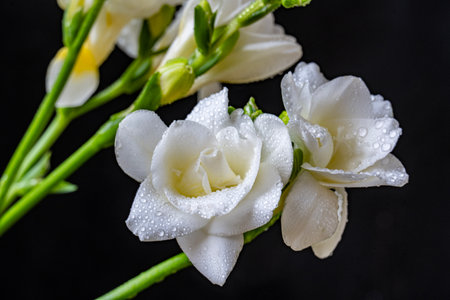 White freesia flowers with water drops on a black background.の写真素材