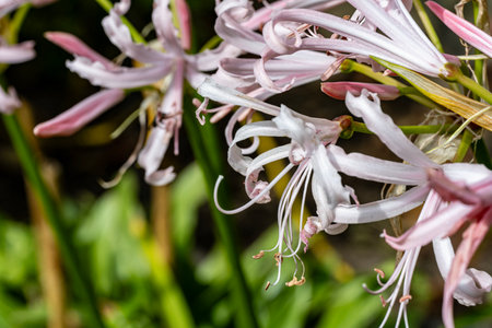 Close up of a spider lily (Crinum radiatum) flowerの写真素材