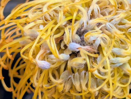 Macro of a yellow protea flower, close-up.の写真素材