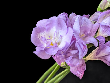 Bouquet of purple gladiolus flowers isolated on black backgroundの写真素材