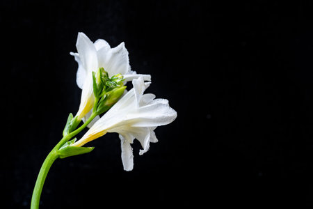 White freesia flower isolated on black background with copy space.の写真素材