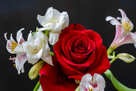 Beautiful red rose with freesia flowers on black background.の写真素材
