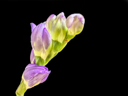 purple freesia flower isolated on black background close up.の写真素材