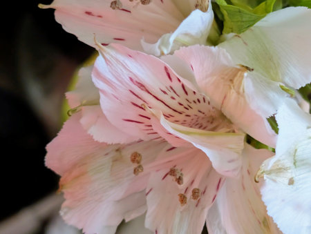 Close up of a pink alstroemeria in a vaseの写真素材