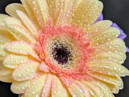 Beautiful gerbera flower with water droplets on petalsの写真素材