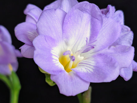 purple iris flower on black background close-up macro photographyの写真素材