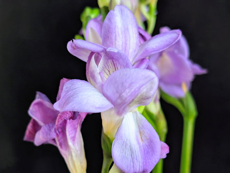 Beautiful iris flowers on a black background close-up.の写真素材