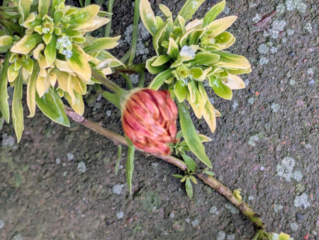 Close up of red protea flower with green leaves on the ground