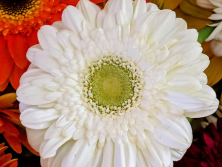 White and red gerbera flowers in a floral wedding arrangement.の写真素材