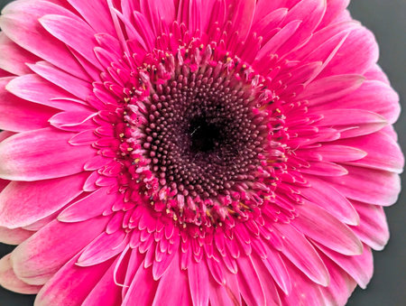 Pink gerbera flower close-up on a black background.