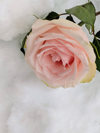 Pink rose in the snow with copy space for your text or image
