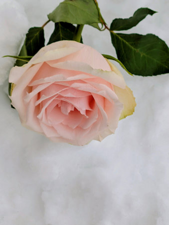 pink rose in the snow, valentine's day backgroundの写真素材