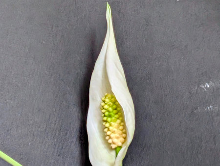 Spathiphyllum flower on a black background with copy spaceの写真素材