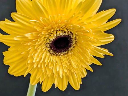 Yellow gerbera flower on a black background. Close up.の写真素材