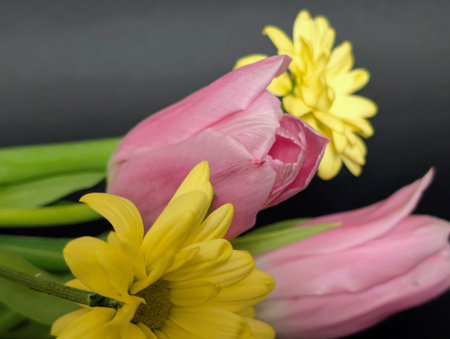 Pink tulips and yellow flowers on black backgroundの写真素材