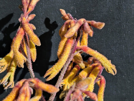 yellow kangaroo paw plant on black background, closeup of photoの写真素材