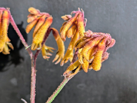 close up of yellow kangaroo paw flower on black background.の写真素材