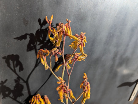 Yellow flowers of kangaroo paw plantの写真素材