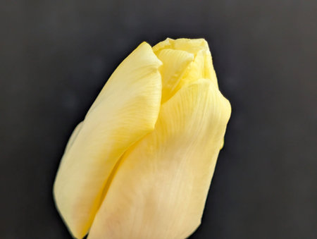Yellow tulip petal on a black background. Close up.の写真素材