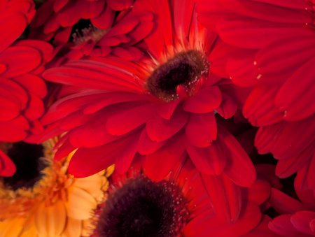 Close up of red gerbera daisies in a bouquetの写真素材