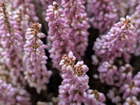 Close up of pink heather (Calluna vulgaris) flowersの写真素材