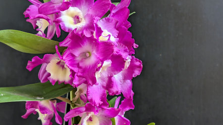 Purple orchid on black background with copy space for text.