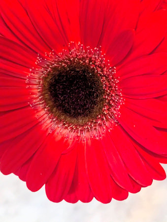 Red gerbera flower on white background, close-up.