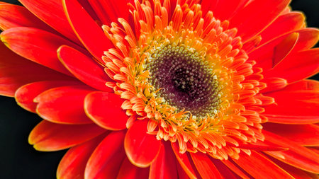 Beautiful red gerbera flower close-up on black background