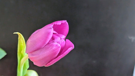 purple tulip on black background with copy space for your text