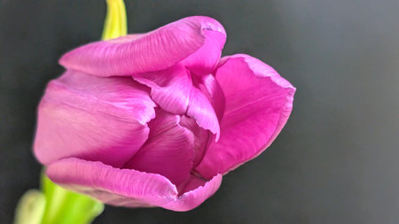 Purple tulip on a black background. Beautiful spring flowers.