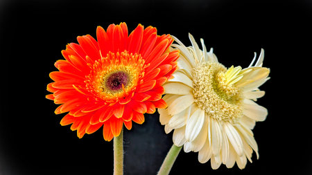 Orange and white gerbera flowers on black background, close up