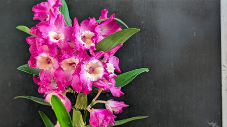 Pink orchids on a black background with space for text.の写真素材