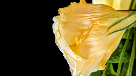yellow rose isolated on black background, closeup of a beautiful flower