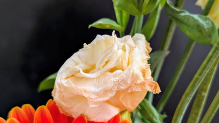 Closeup of orange and yellow freesia flower bouquet on black background