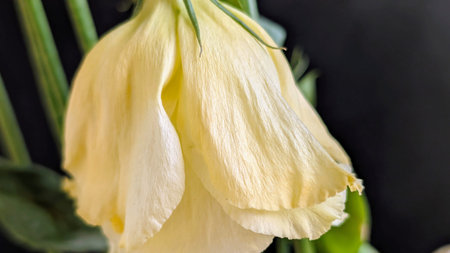 Yellow flower closeup. Macro photo of yellow flowerの写真素材